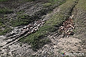 VBS_5346 - La solita strada... il grano da crescere, i campi da arare...